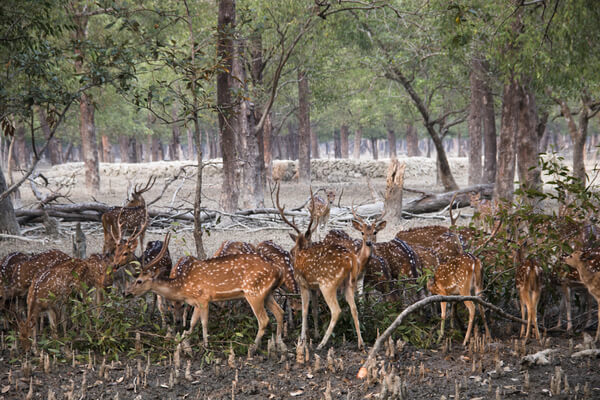 sundarbans